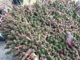 Attēlu rezultāti vaicājumam “Sedum sexangulare”