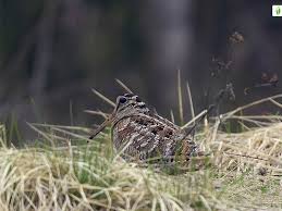 Attēlu rezultāti vaicājumam “Scolopax rusticola nest”