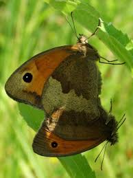 Attēlu rezultāti vaicājumam “Maniola jurtina male”