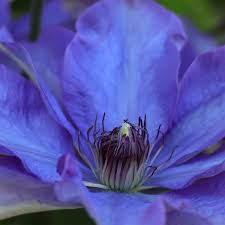 Attēlu rezultāti vaicājumam “Clematis flower”