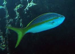 Image result for Ocyurus chrysurus