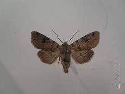 Attēlu rezultāti vaicājumam “Agrochola litura”