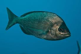 Image result for Spondyliosoma cantharus