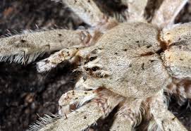 Attēlu rezultāti vaicājumam “Pisauridae”