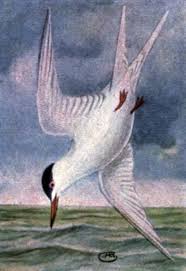 Image result for Sterna acuflavida