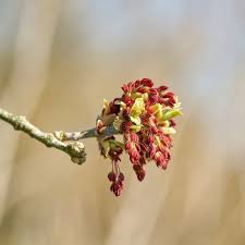 Attēlu rezultāti vaicājumam “Acer negundo male flower”