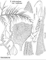 Attēlu rezultāti vaicājumam “Thuidium recognitum”