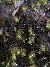 Attēlu rezultāti vaicājumam “Didymodon tophaceus”