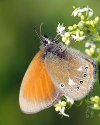 Attēlu rezultāti vaicājumam “Coenonympha glycerion”