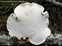 Attēlu rezultāti vaicājumam “Piptoporus betulinus”