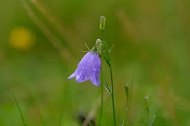 Image result for Glockenblumen