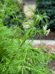 Attēlu rezultāti vaicājumam “Carum carvi leaf”