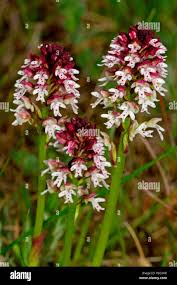 Attēlu rezultāti vaicājumam “Orchis ustulata”