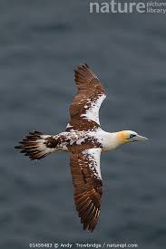 Image result for Morus bassanus