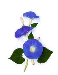 Image result for Ipomoea Heavenly Blue
