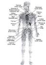 Lymphatic system
