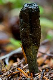 Attēlu rezultāti vaicājumam “Cordyceps ophioglossoides”