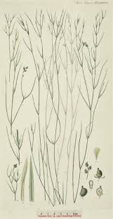 Attēlu rezultāti vaicājumam “Potamogeton trichoides”