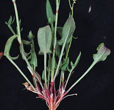 Attēlu rezultāti vaicājumam “Rumex acetosa bud”