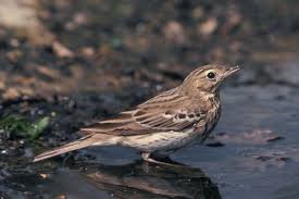 Attēlu rezultāti vaicājumam “Anthus trivialis”