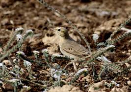 Image result for Anthus campestris