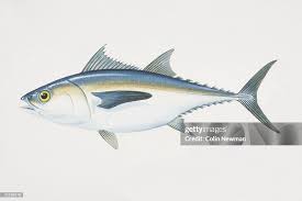 Image result for Thunnus atlanticus