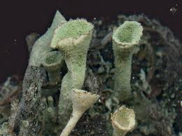 Attēlu rezultāti vaicājumam “Cladonia botrytes”