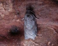 Attēlu rezultāti vaicājumam “Eana incanana”