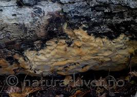 Attēlu rezultāti vaicājumam “Skeletocutis odora”