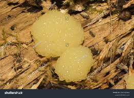 Attēlu rezultāti vaicājumam “Stemonitis fusca spores”