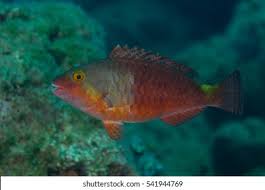 Image result for Sparisoma cretense