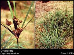 Attēlu rezultāti vaicājumam “Cyperaceae”