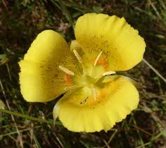Attēlu rezultāti vaicājumam “Liceaceae”