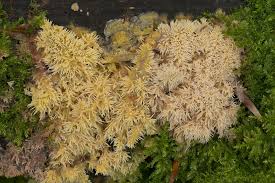 Attēlu rezultāti vaicājumam “Mycoacia fuscoatra”