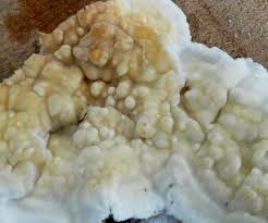 Attēlu rezultāti vaicājumam “Radulomyces confluens”