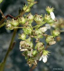 Attēlu rezultāti vaicājumam “Saxifraga cymbalaria fruit”