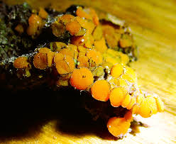 Attēlu rezultāti vaicājumam “Gloeoporus taxicola”