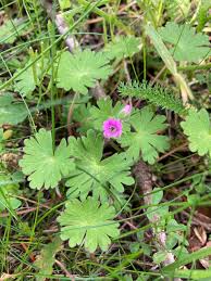 Attēlu rezultāti vaicājumam “Geranium molle flower”