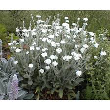 Image result for Lychnis coronaria alba