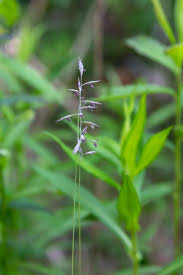 Attēlu rezultāti vaicājumam “Festuca rubra subsp. rubra fruit”