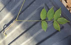 Attēlu rezultāti vaicājumam “Phellodendron amurense leaf”