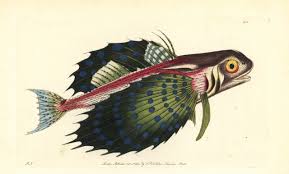 Image result for Dactylopterus volitans