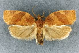 Attēlu rezultāti vaicājumam “Pandemis”