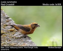 Image result for Loxia curvirostra