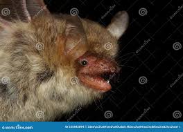 Attēlu rezultāti vaicājumam “Myotis nattereri”