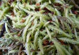 Attēlu rezultāti vaicājumam “Pseudotaxiphyllum elegans macro”