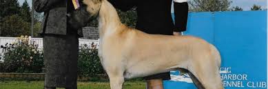 Image result for Great Dane Handball Club, Wapping, London