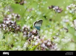 Attēlu rezultāti vaicājumam “Agrodiaetus damon underside”