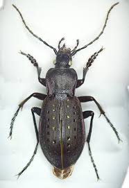 Attēlu rezultāti vaicājumam “Carabus hortensis”