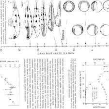Image result for Microstomus kitt